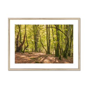 Deep forest shadows