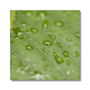 Leaf droplets 2