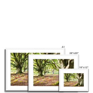 Wise old beeches