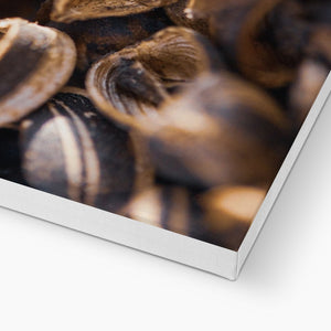 Sun Flower seeds shells