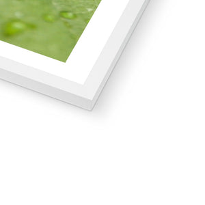 Leaf droplets 2
