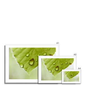 Leaf droplets 4