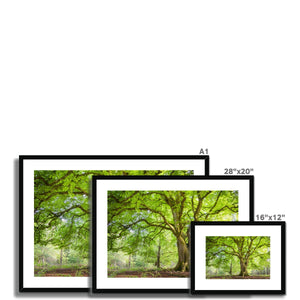 Emerald canopy forest scene