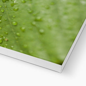 Leaf droplets
