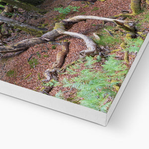 Deep forest landscape