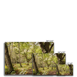 Silent woods