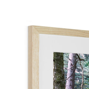 Tranquil autumn woodland