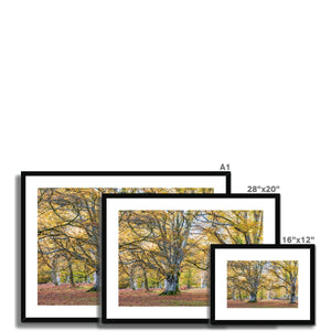Autumn Beeches