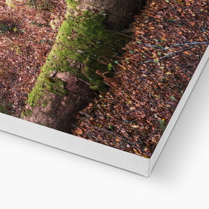 Tranquil autumn woodland