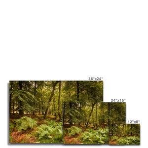 Fern view