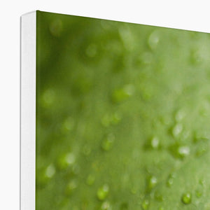 Leaf droplets