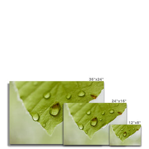 Leaf droplets 4