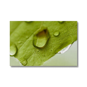 Leaf droplets 4