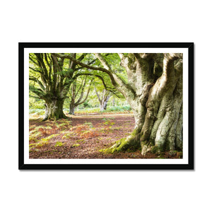 Wise old beeches