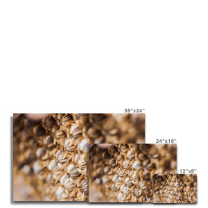Sun Flower seeds 3