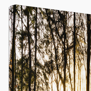 Evening forest sun