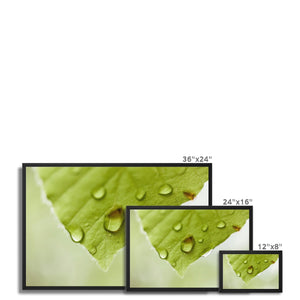 Leaf droplets 4