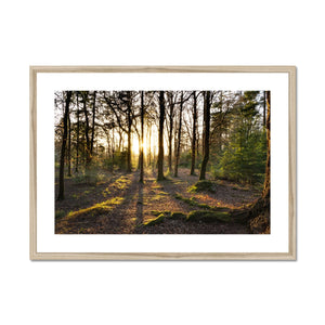 Evening forest sun