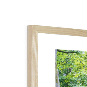 Deep forest landscape