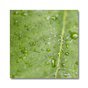 Leaf droplets