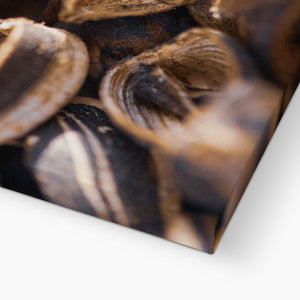 Sun Flower seeds shells