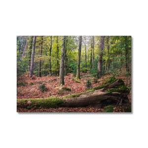 Tranquil autumn woodland