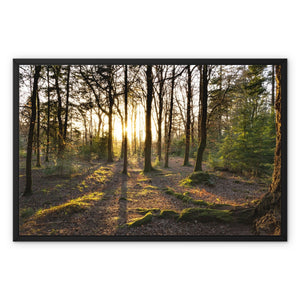 Evening forest sun