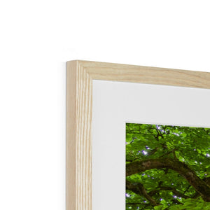 Emerald canopy forest scene