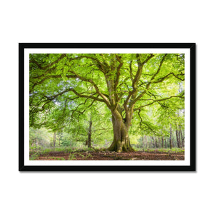 Emerald canopy forest scene