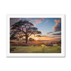 Sunset forest landscape