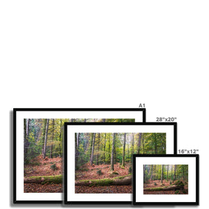 Tranquil autumn woodland