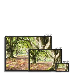 Wise old beeches