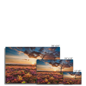 Heather Sunset