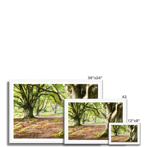 Wise old beeches