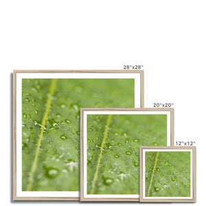 Leaf droplets 2