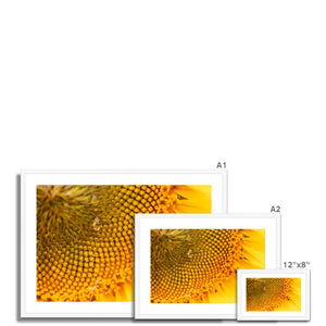 Sun Flower 3