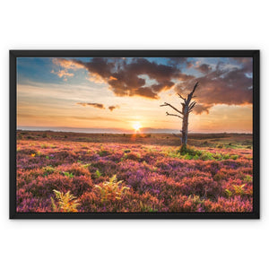 Heather Sunset