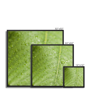 Leaf droplets