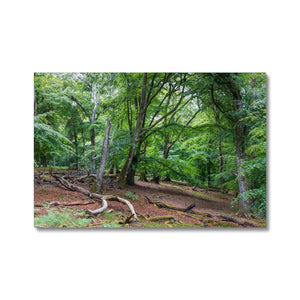 Deep forest landscape