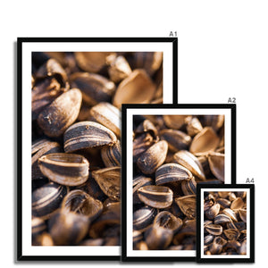 Sun Flower seeds shells