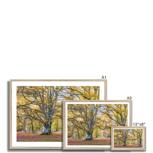 Autumn Beeches