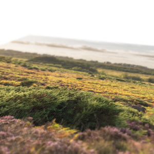 Holm Hill Heather