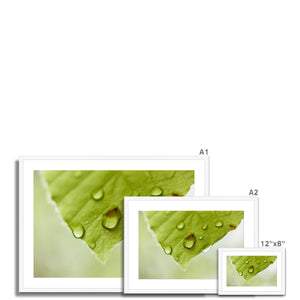 Leaf droplets 4