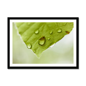 Leaf droplets 4