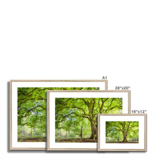 Emerald canopy forest scene