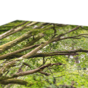 Green forest landscape