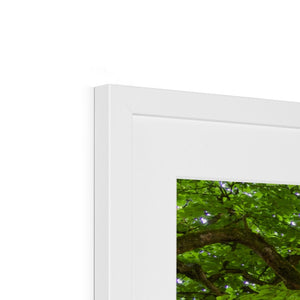 Emerald canopy forest scene