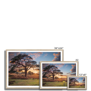 Sunset forest landscape