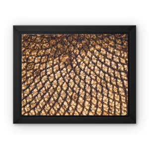 Sun Flower seed pattern