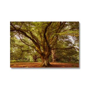 3 Beeches